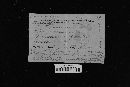 Sarcodon fennicus image