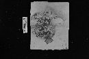 Sarcodon fennicus image