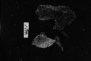 Hydnellum suaveolens image