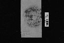 Sarcodon fennicus image