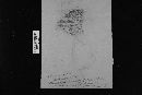 Sarcodon fennicus image