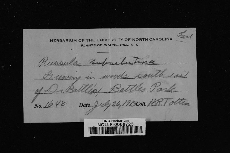 Russula subvelutina image