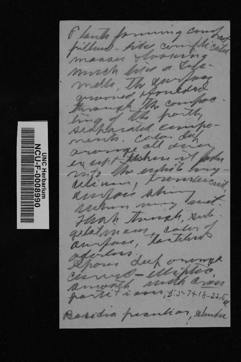 Dacrymyces aurantiacus image