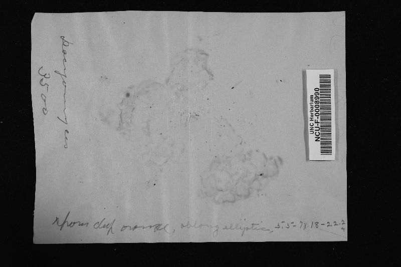 Dacrymyces aurantiacus image