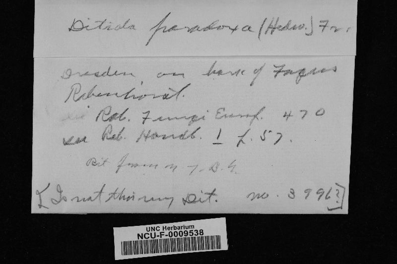 Ditiola paradoxa image