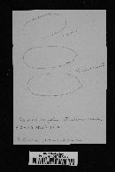 Ditiola paradoxa image