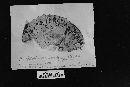 Agaricus arvensis image