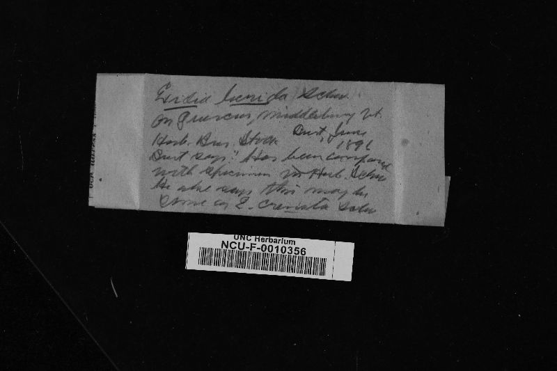 Exidia lurida image