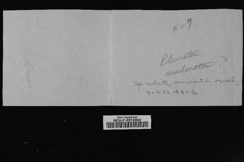 Pleurotus umbonatus image