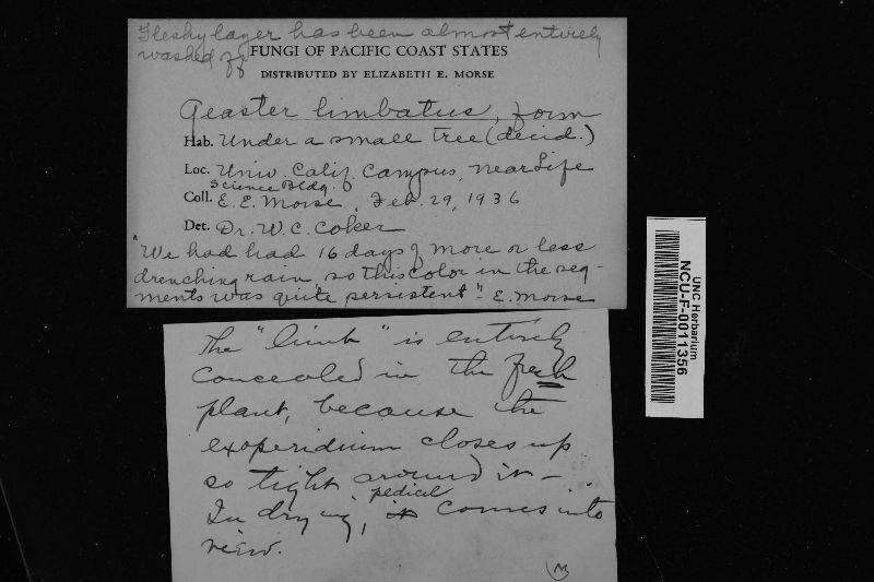 Geaster limbatum var. pacificus image