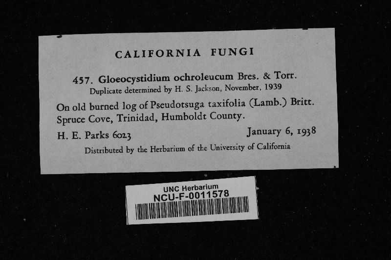 Scytinostroma ochroleucum image