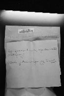 Hydnellum peckii image