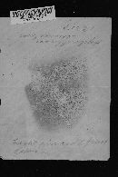 Hydnellum suaveolens image