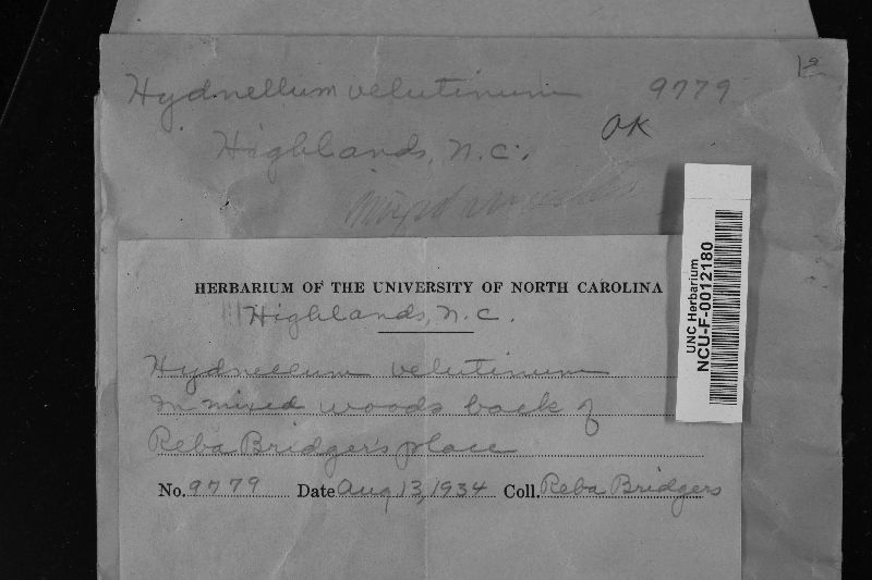 Hydnellum velutinum image