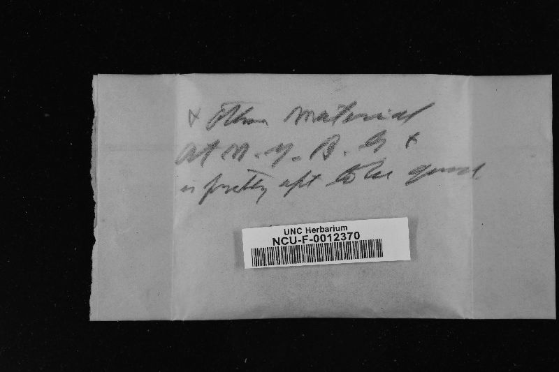 Hydnum laeticolor image