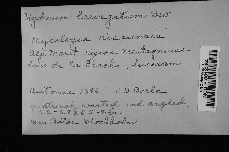 Hydnum laevigatum image