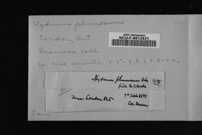 Hydnum plumosum image