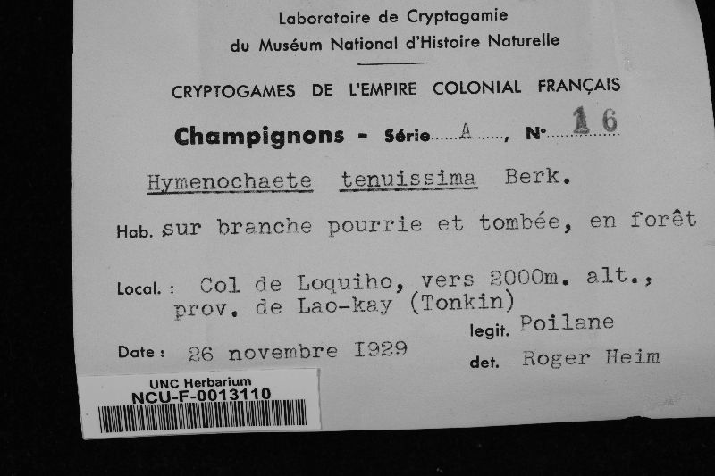 Hymenochaete tenuissima image