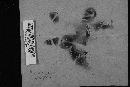 Inocybe rimosa image
