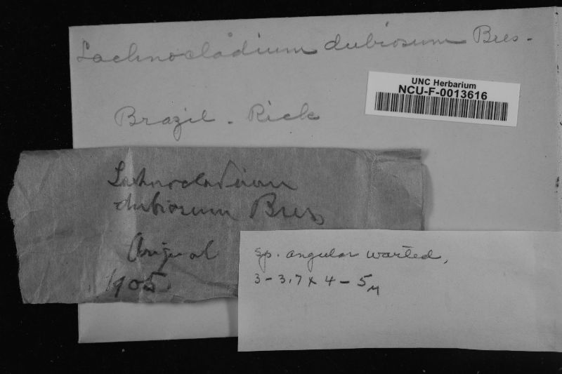 Lachnocladium dubiosum image