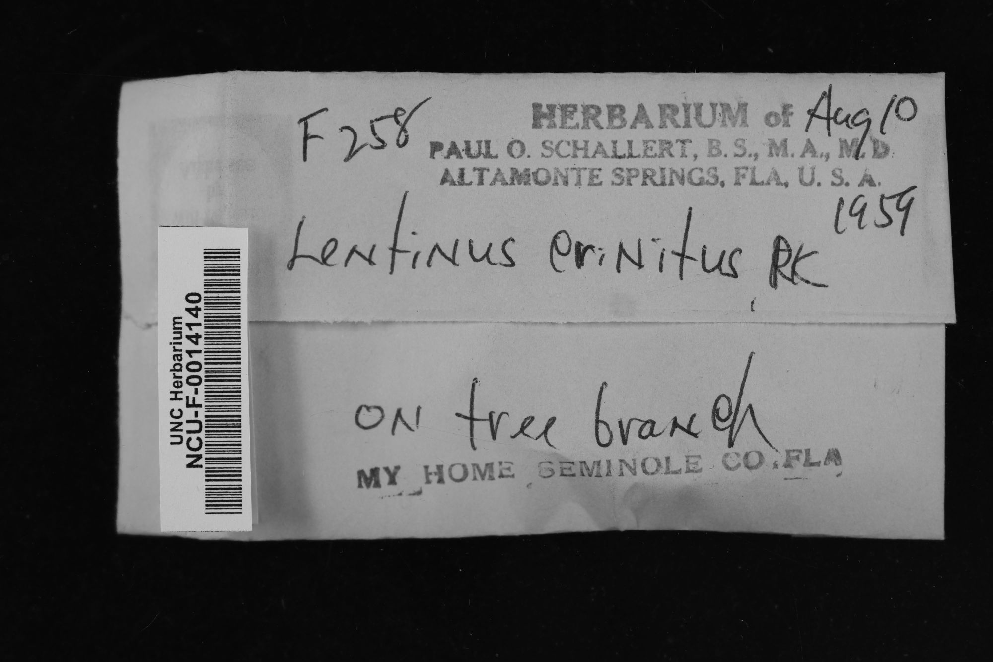 Lentinus crinitus