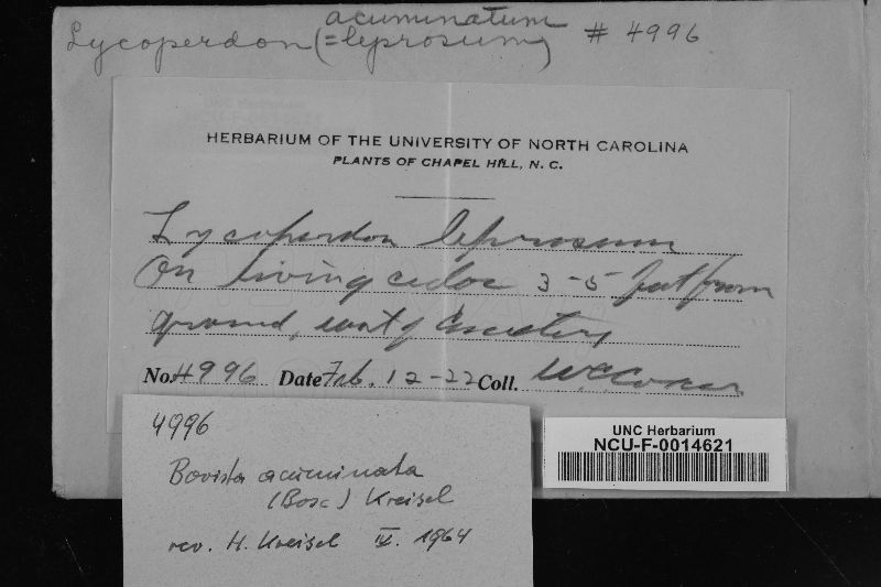 Lycoperdon acuminatum image