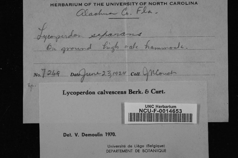 Lycoperdon calvescens image