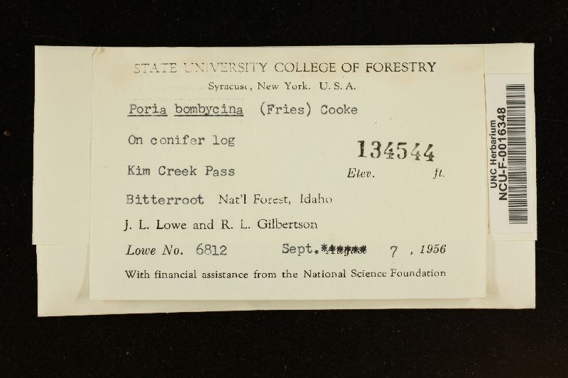 Anomoporia bombycina image