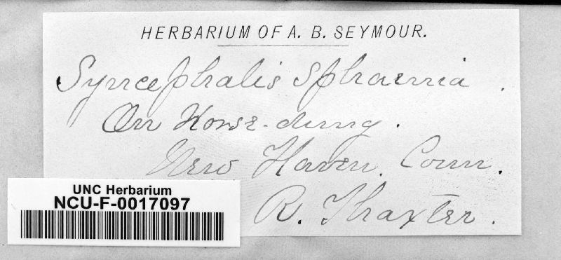 Syncephalis sphaerica image