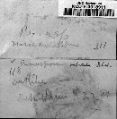 Plasmopara viticola image