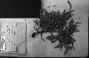 Gymnosporangium clavipes image