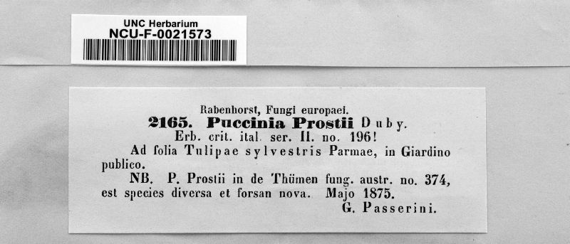 Puccinia prostii image