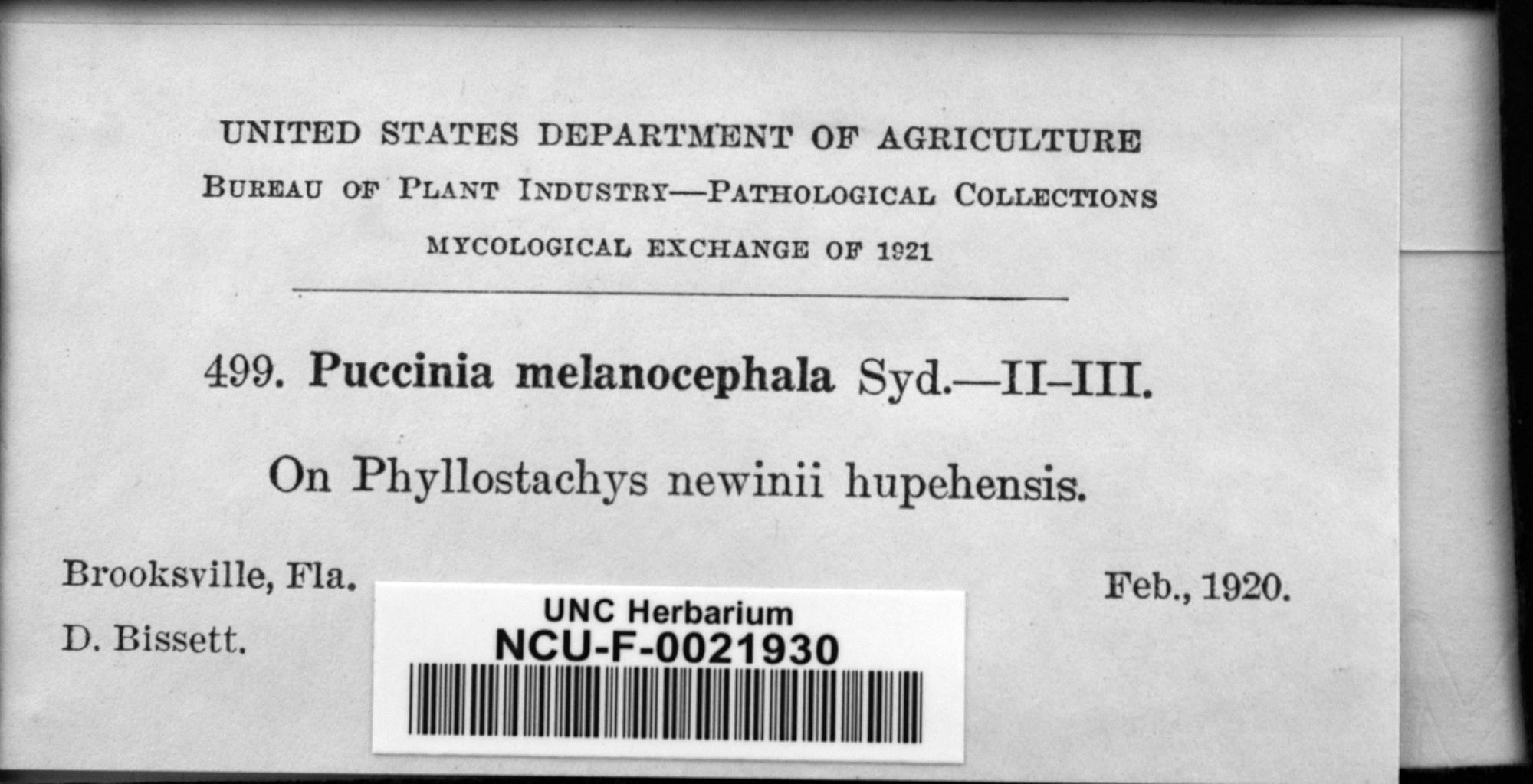 Puccinia melanocephala thumbnail