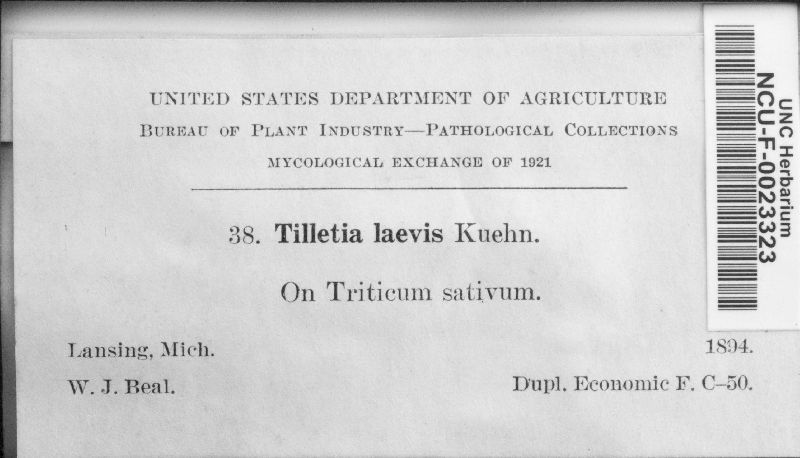 Tilletia laevis image
