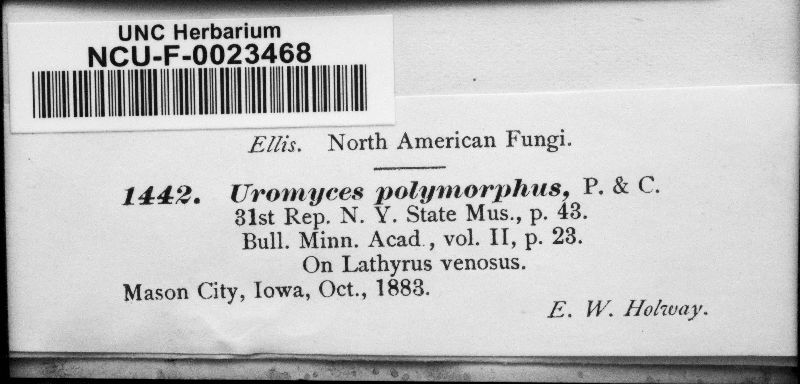 Uromyces polymorphus image