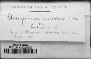 Gloeosporium revolutum image