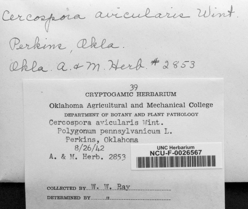 Cercospora avicularis image