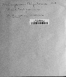 Melampsora bigelowii image