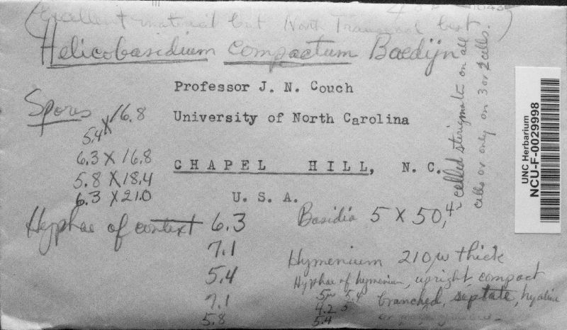 Helicobasidium compactum image