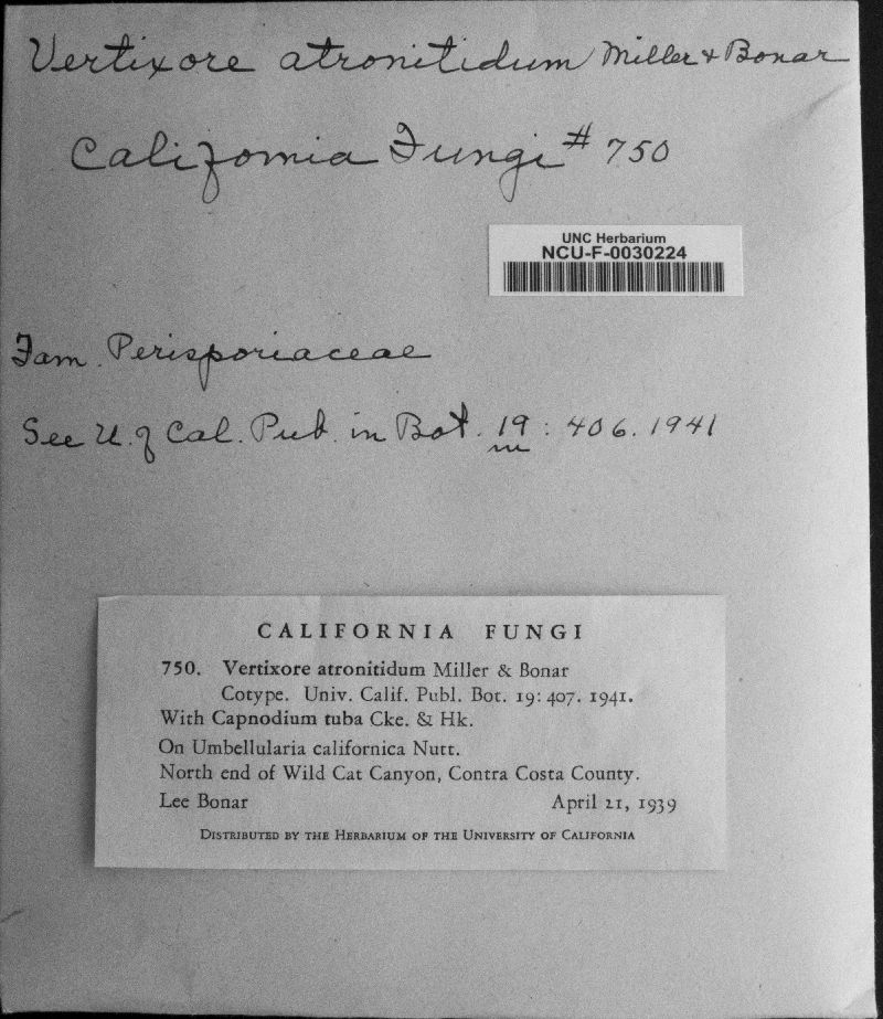 Vertixore atronitidum image