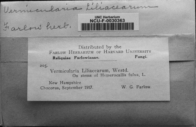 Colletotrichum liliacearum image