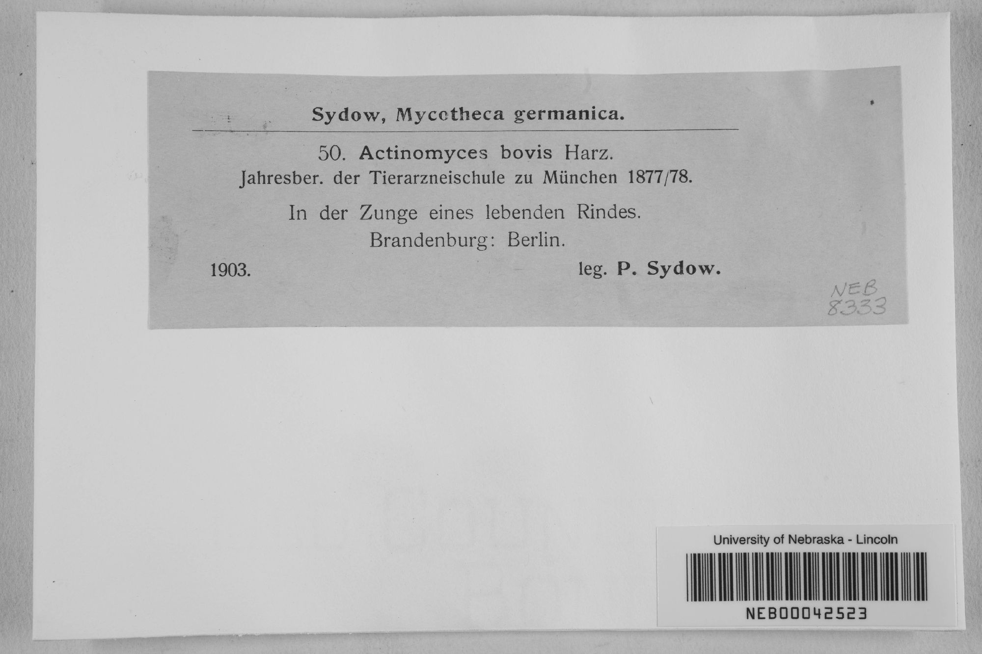 Actinomyces bovis
