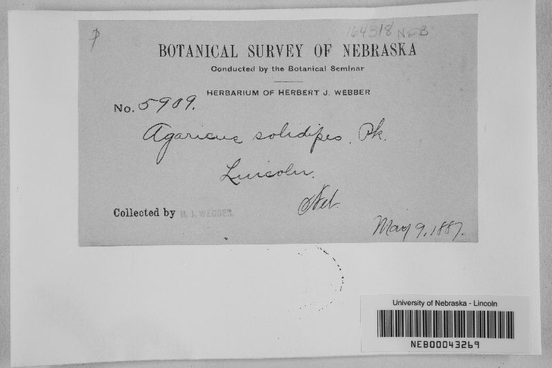 Agaricus solidipes image