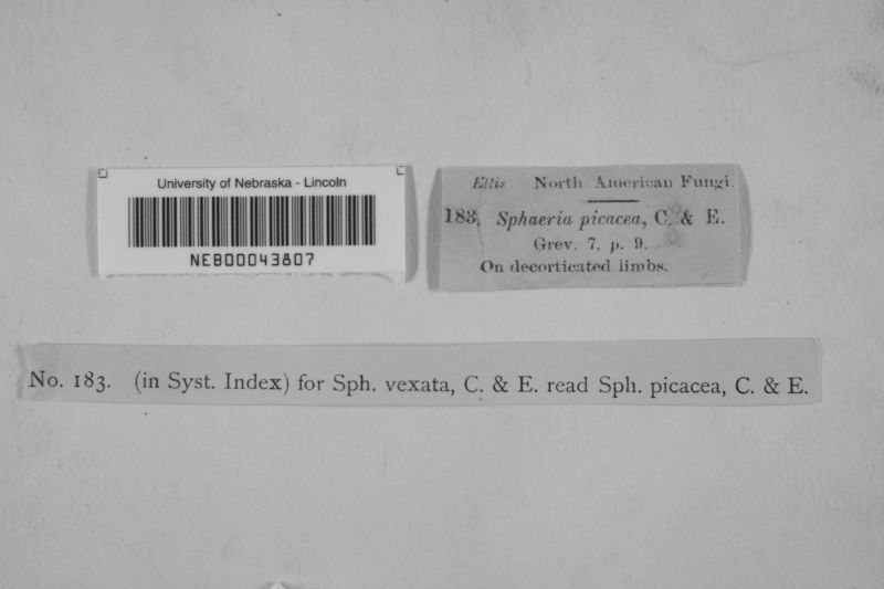 Barrmaelia picacea image