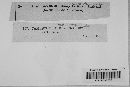 Campsotrichum simplex image