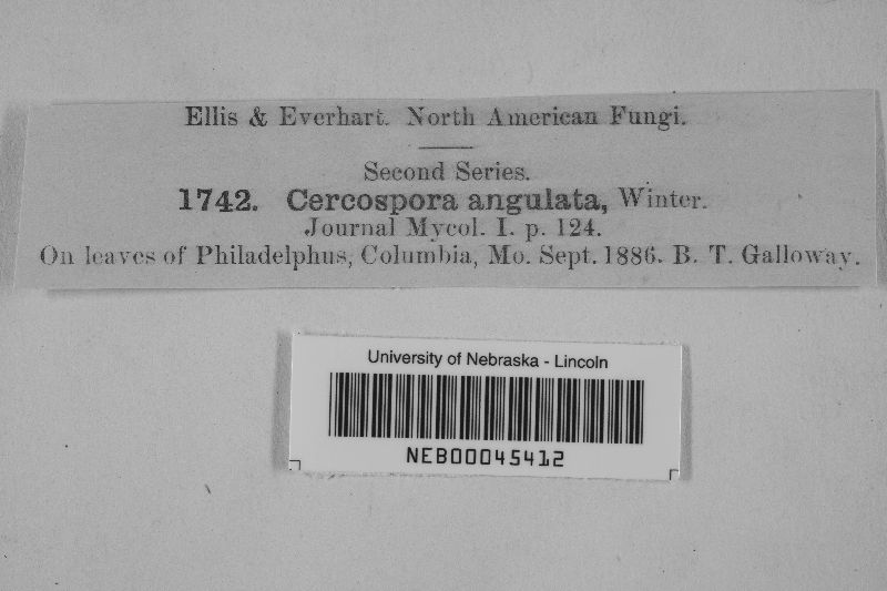 Cercospora ribis image