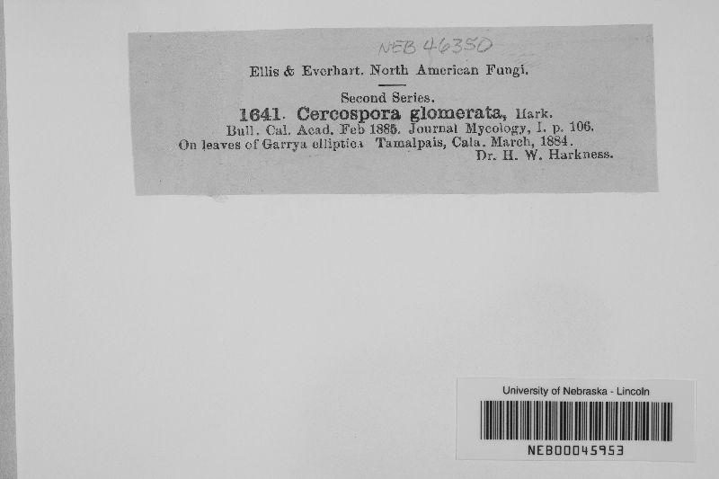 Cercospora glomerata image