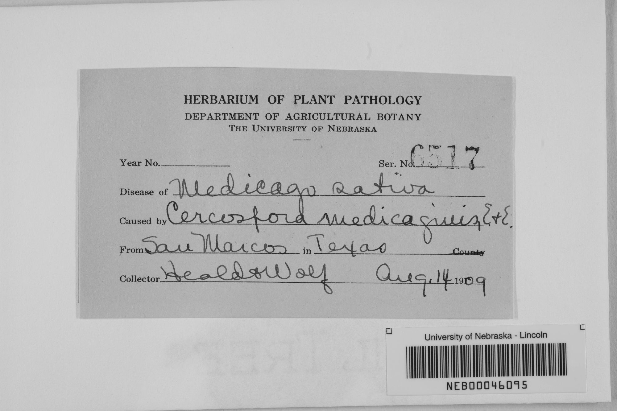 Cercospora medicaginis thumbnail