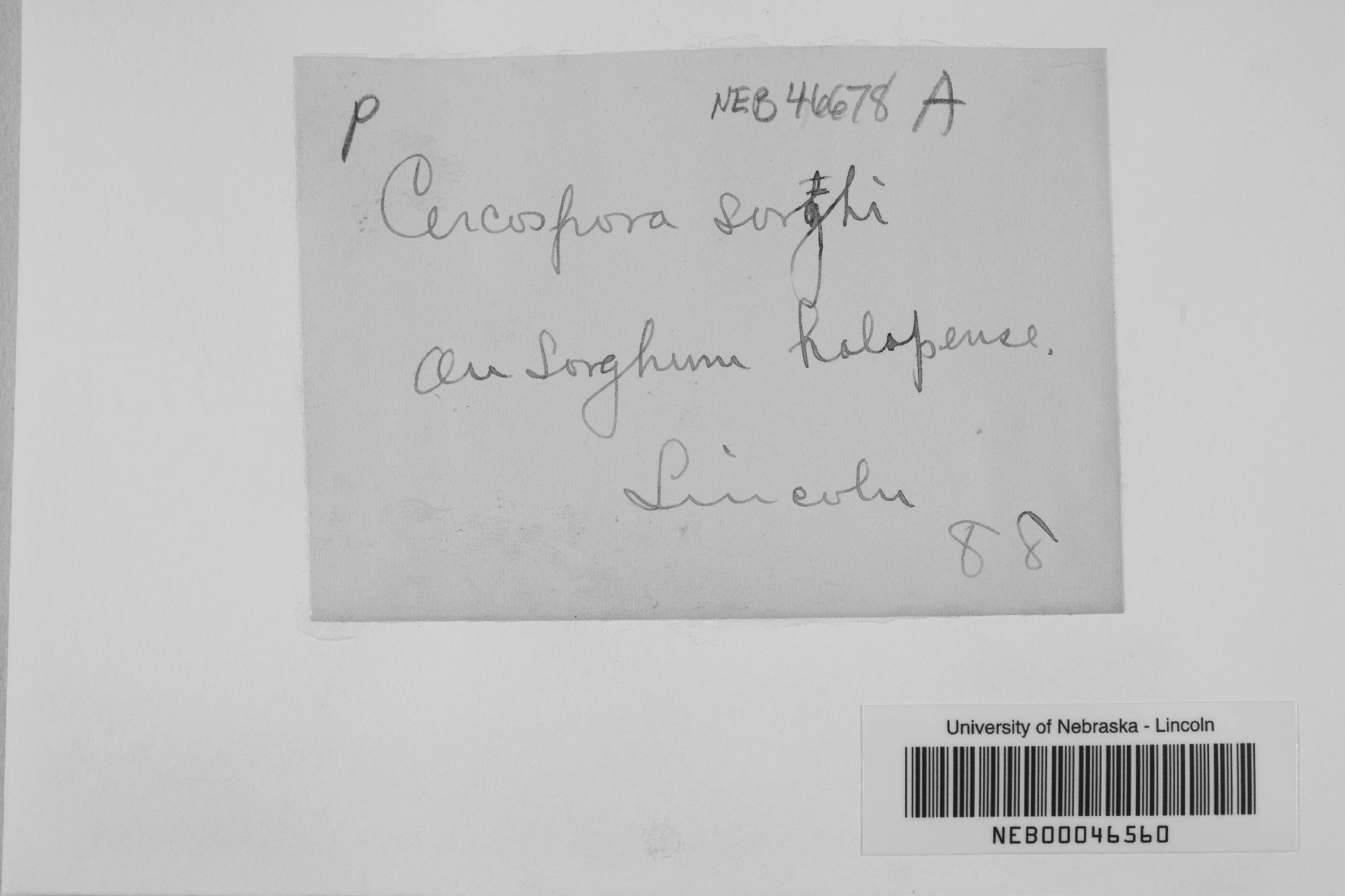 Cercospora sorghi thumbnail