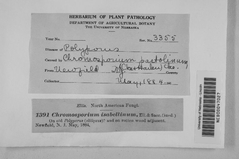 Chromosporium pactolinum image